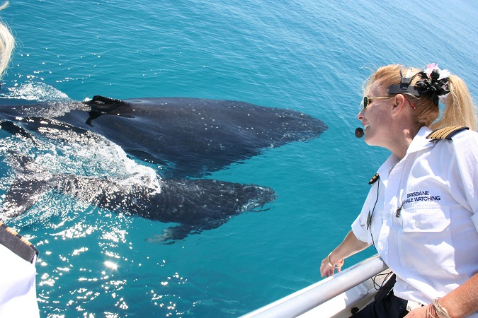 Whale Watching - Direct Redcliffe